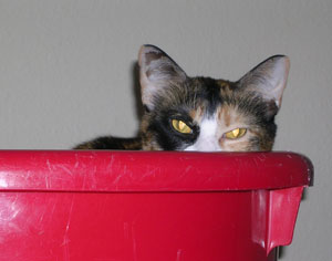 tickles in a basket